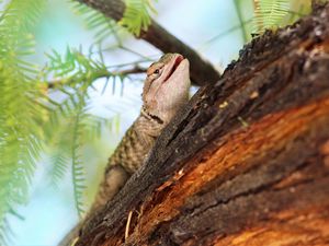 Preview wallpaper lizard, gecko, animal, branch