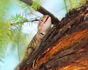 Preview wallpaper lizard, gecko, animal, branch