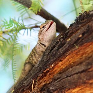 Preview wallpaper lizard, gecko, animal, branch