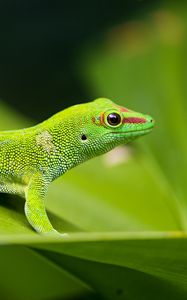 Preview wallpaper lizard, gecko, leaf, macro