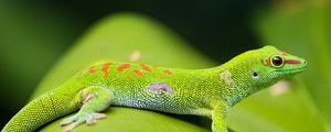 Preview wallpaper lizard, gecko, leaf, macro
