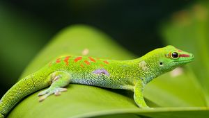 Preview wallpaper lizard, gecko, leaf, macro