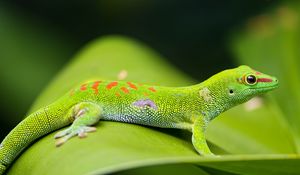 Preview wallpaper lizard, gecko, leaf, macro