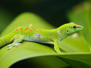 Preview wallpaper lizard, gecko, leaf, macro