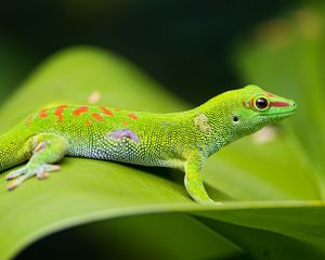 Preview wallpaper lizard, gecko, leaf, macro