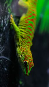 Preview wallpaper lizard, gecko, reptile, macro, green