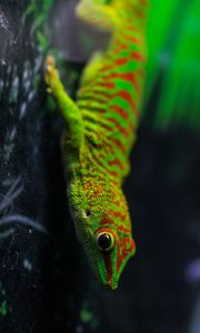 Preview wallpaper lizard, gecko, reptile, macro, green