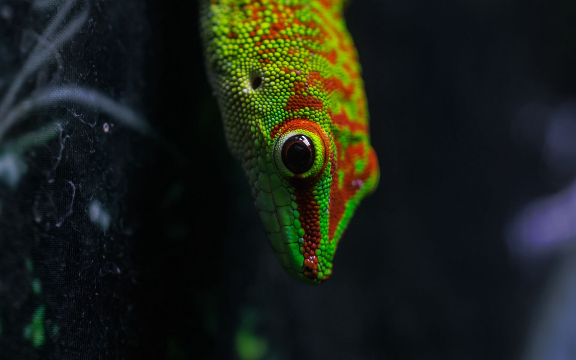 1920x1200 Wallpaper lizard, gecko, reptile, macro, green