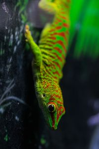 Preview wallpaper lizard, gecko, reptile, macro, green