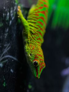 Preview wallpaper lizard, gecko, reptile, macro, green