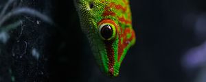 Preview wallpaper lizard, gecko, reptile, macro, green