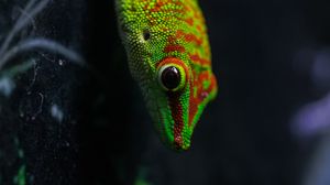 Preview wallpaper lizard, gecko, reptile, macro, green