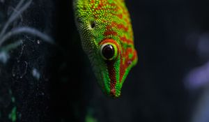 Preview wallpaper lizard, gecko, reptile, macro, green