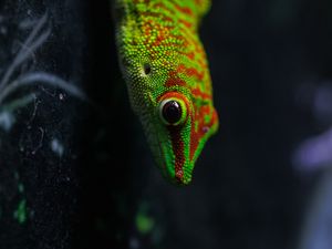 Preview wallpaper lizard, gecko, reptile, macro, green