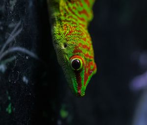 Preview wallpaper lizard, gecko, reptile, macro, green