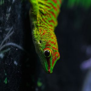 Preview wallpaper lizard, gecko, reptile, macro, green