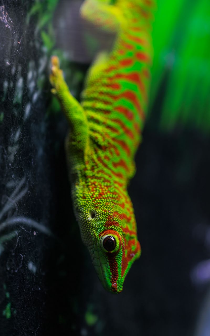 800x1280 Wallpaper lizard, gecko, reptile, macro, green