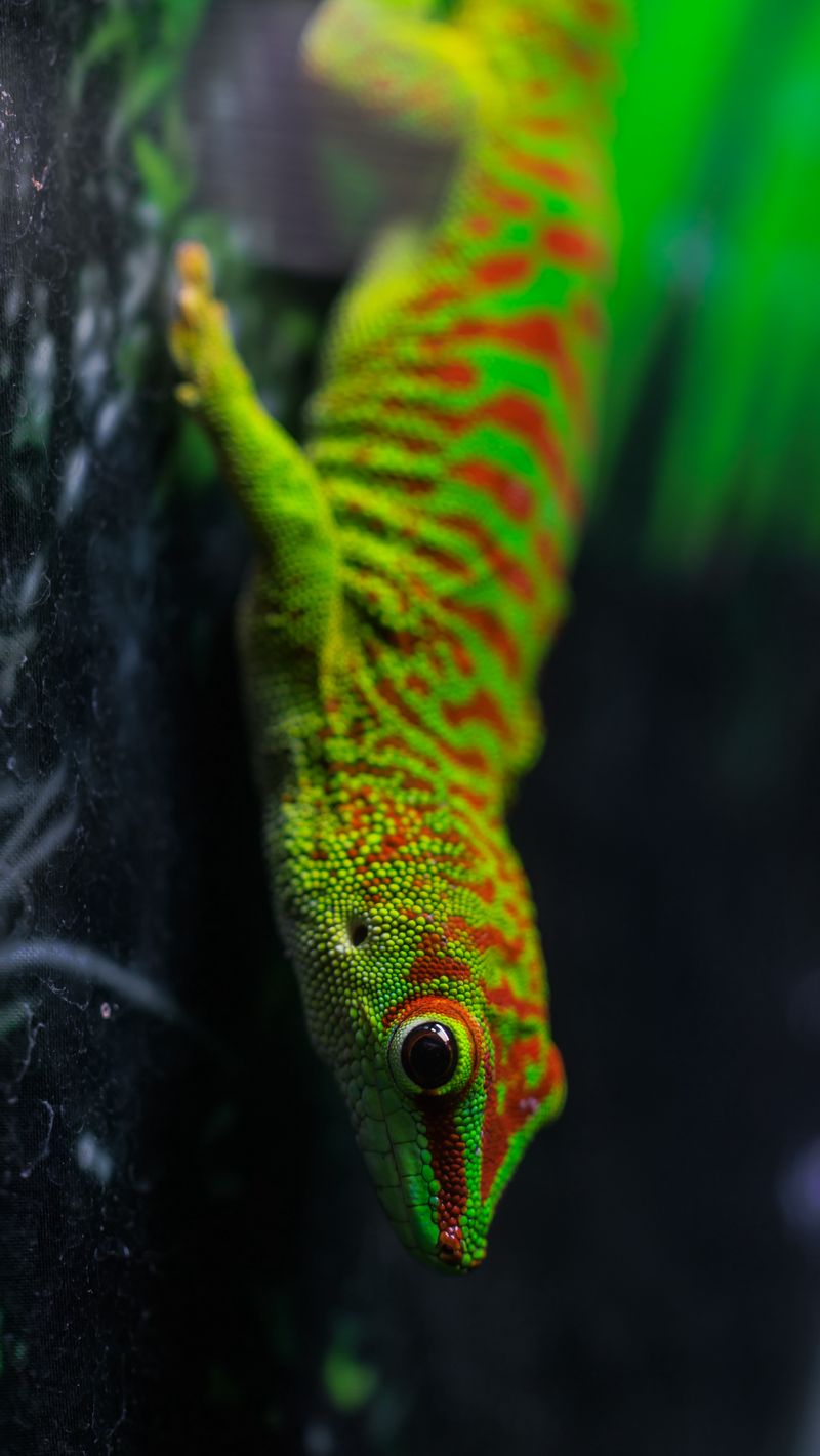 800x1420 Wallpaper lizard, gecko, reptile, macro, green