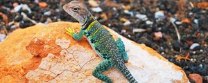 Preview wallpaper lizard, gecko, stones
