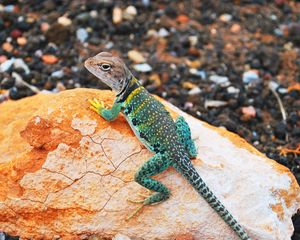 Preview wallpaper lizard, gecko, stones