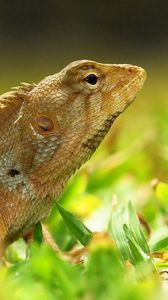 Preview wallpaper lizard, grass, color, reptile