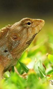 Preview wallpaper lizard, grass, color, reptile