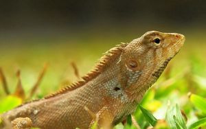 Preview wallpaper lizard, grass, color, reptile