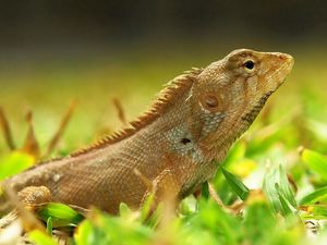 Preview wallpaper lizard, grass, color, reptile