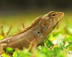 Preview wallpaper lizard, grass, color, reptile