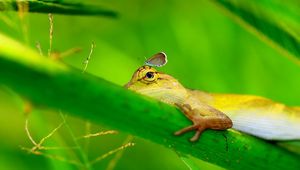 Preview wallpaper lizard, grass, paw