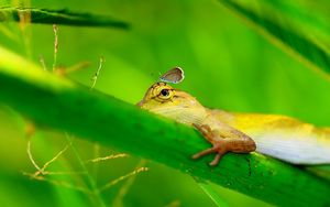 Preview wallpaper lizard, grass, paw