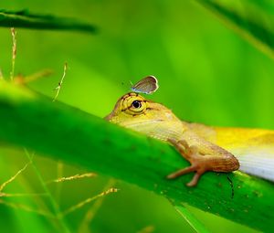 Preview wallpaper lizard, grass, paw