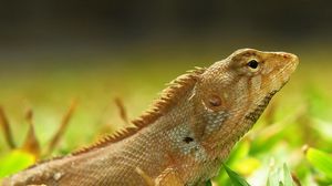 Preview wallpaper lizard, grass, reptile, color