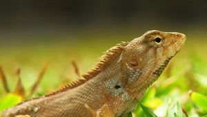 Preview wallpaper lizard, grass, reptile, color