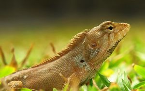 Preview wallpaper lizard, grass, reptile, color