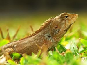 Preview wallpaper lizard, grass, reptile, color