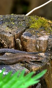 Preview wallpaper lizard, grass, tree stump, moss