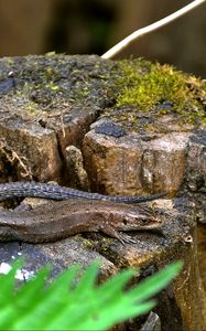 Preview wallpaper lizard, grass, tree stump, moss