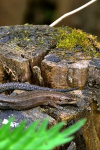 Preview wallpaper lizard, grass, tree stump, moss