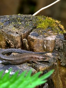 Preview wallpaper lizard, grass, tree stump, moss