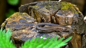 Preview wallpaper lizard, grass, tree stump, moss