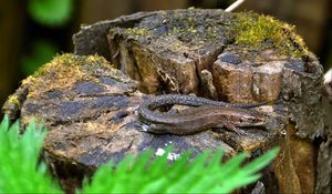 Preview wallpaper lizard, grass, tree stump, moss