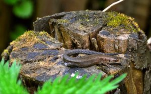 Preview wallpaper lizard, grass, tree stump, moss