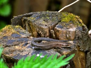 Preview wallpaper lizard, grass, tree stump, moss