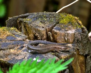 Preview wallpaper lizard, grass, tree stump, moss