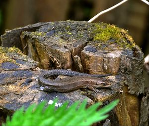 Preview wallpaper lizard, grass, tree stump, moss