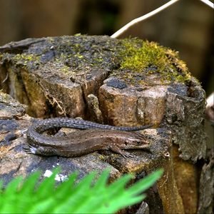 Preview wallpaper lizard, grass, tree stump, moss