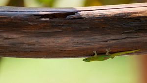 Preview wallpaper lizard, green, branch, tree