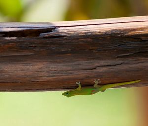 Preview wallpaper lizard, green, branch, tree