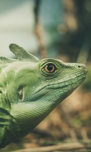 Preview wallpaper lizard, green, color, reptile